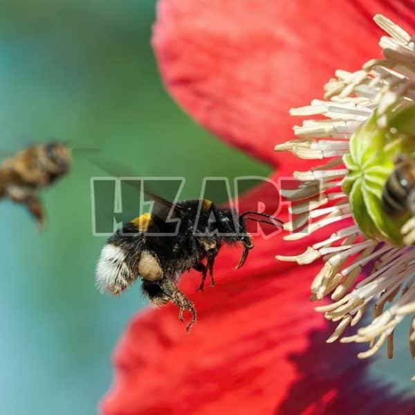 Animal_248