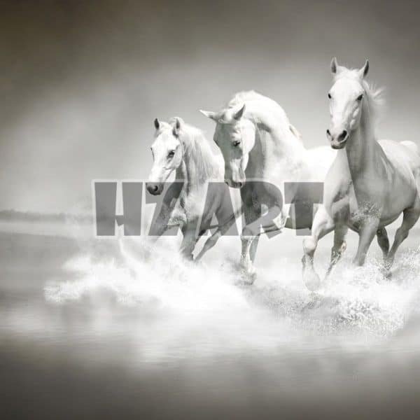 Animal_254