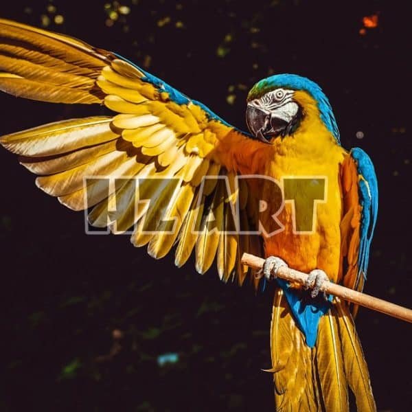 Animal_308
