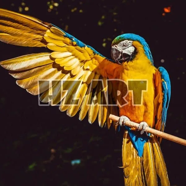 Animal_308