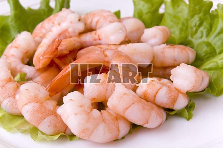 Fo_1532