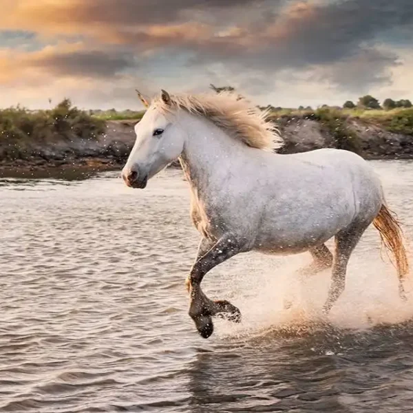 Animal_317