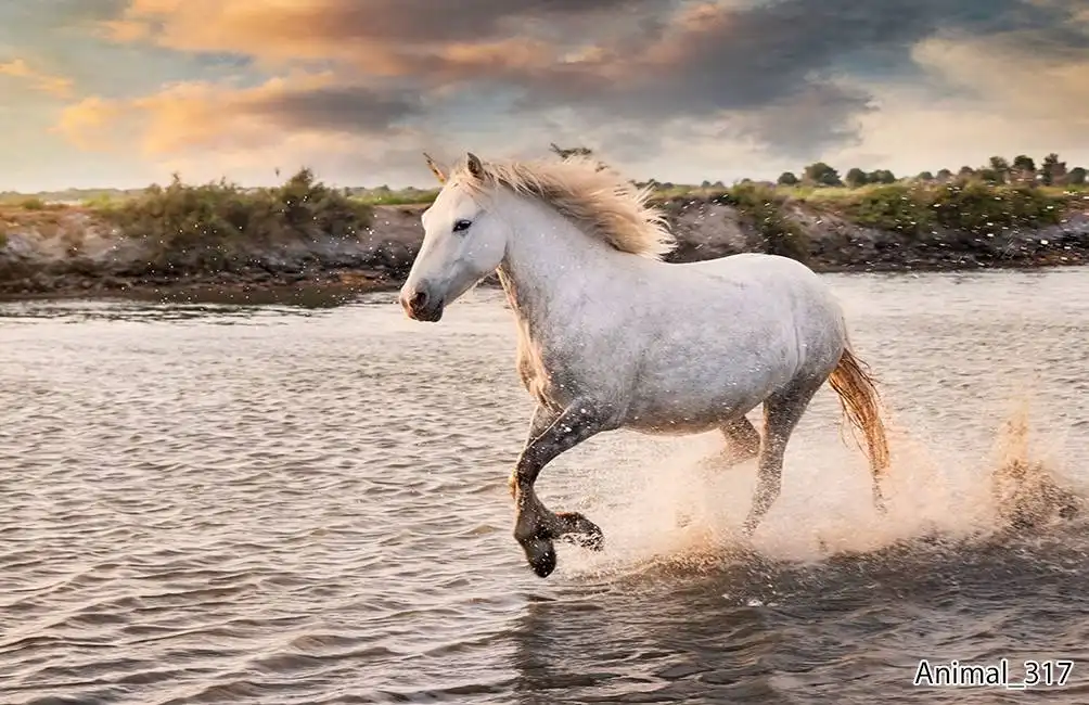 Animal_317