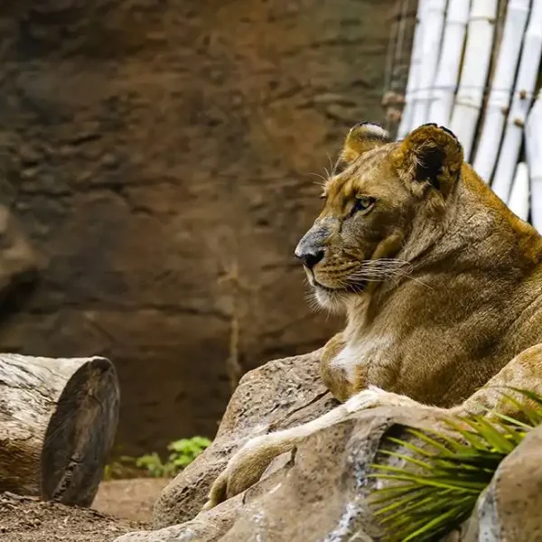 Animal_320