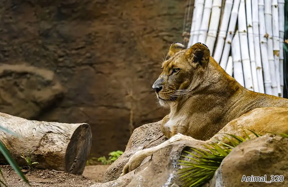 Animal_320