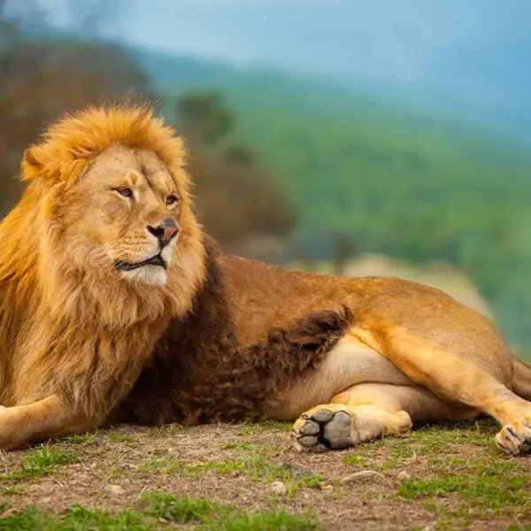Animal_321