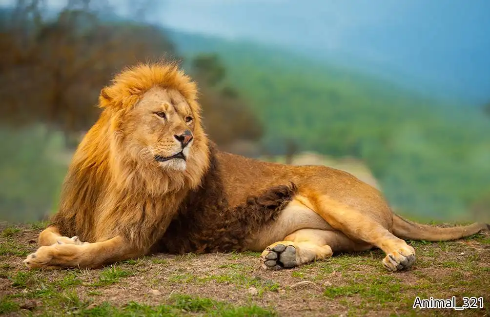 Animal_321