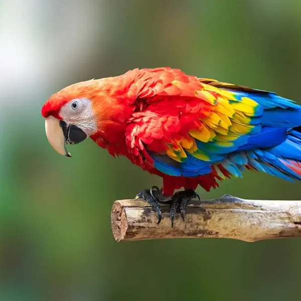 Animal_324
