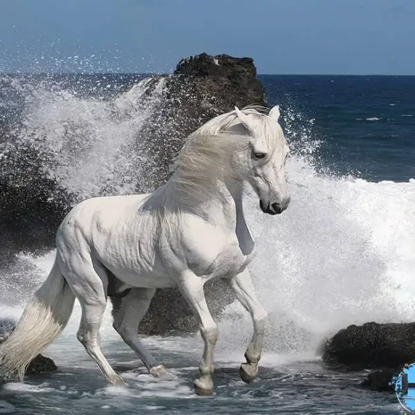 Animal_328