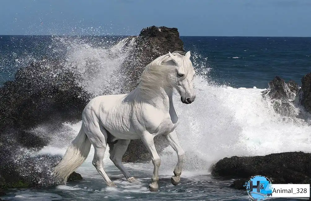 Animal_328