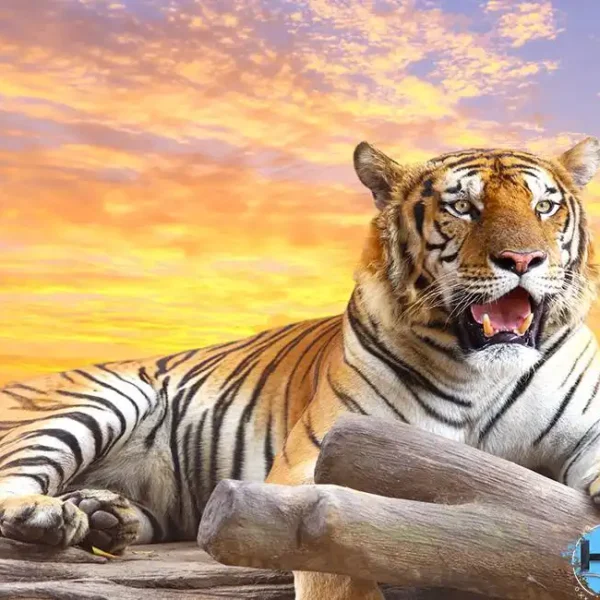 Animal_331