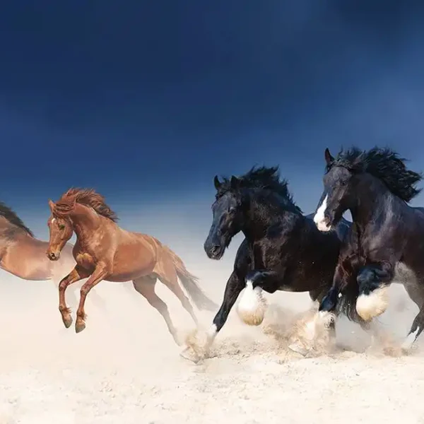 Animal_339