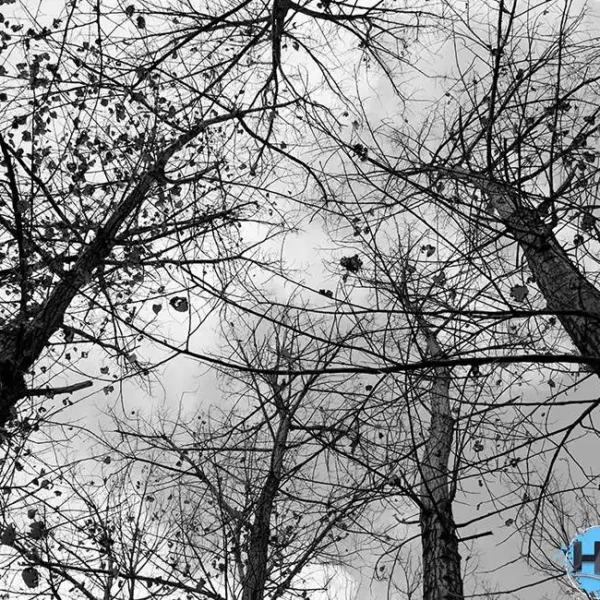 Roof_474