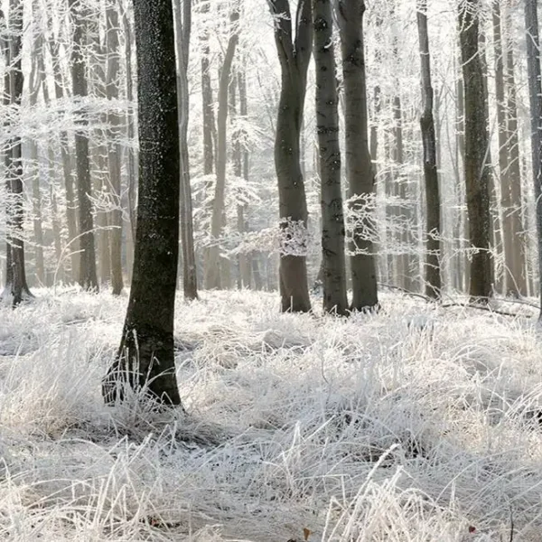 Tree_131