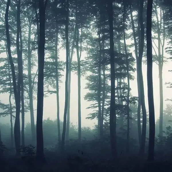 Tree_133