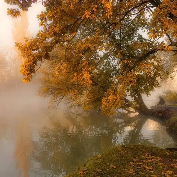 Tree_158