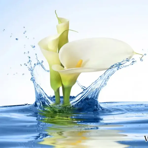 Water_015